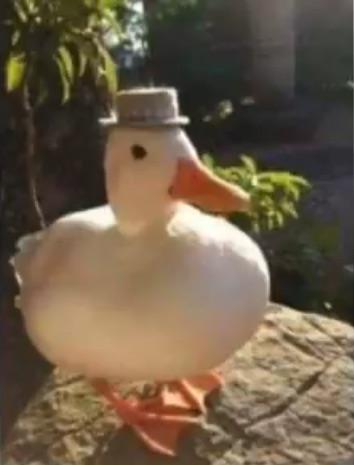 SirDuck